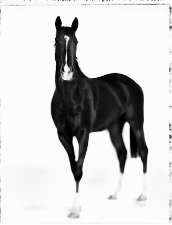 Marco Delogu - Studi di cavalli